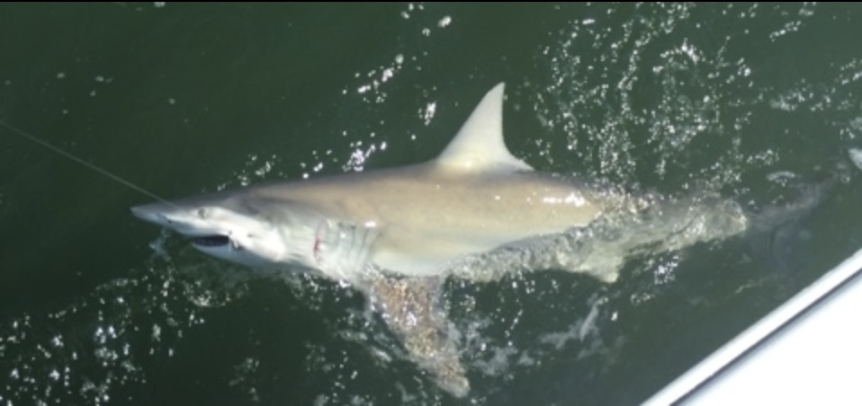 fishing-charter-sc-shark-fishing